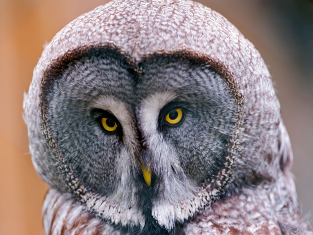 Обои картинки фото животные, совы, бородатая, неясыть, great, grey, owl, lapland