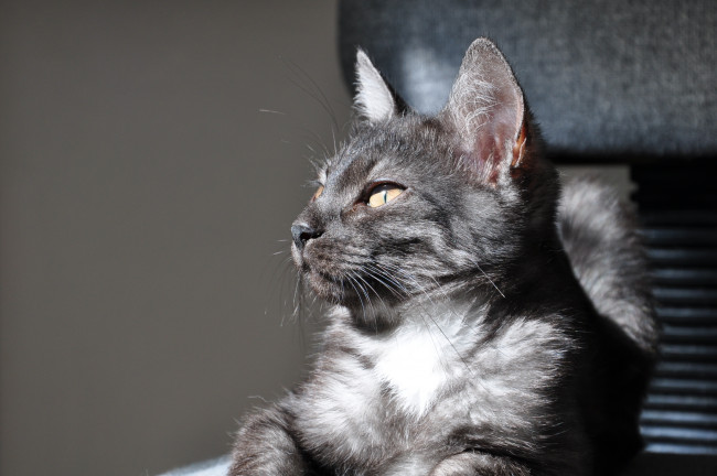 Обои картинки фото животные, коты, портрет