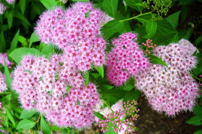 Обои картинки фото цветы, цветущие, деревья, кустарники, листья