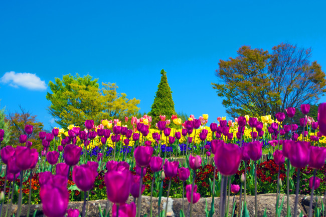 Обои картинки фото цветы, тюльпаны