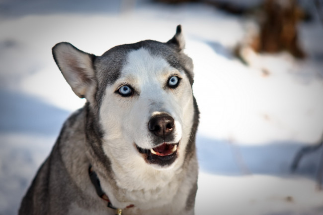 Обои картинки фото животные, собаки, собака