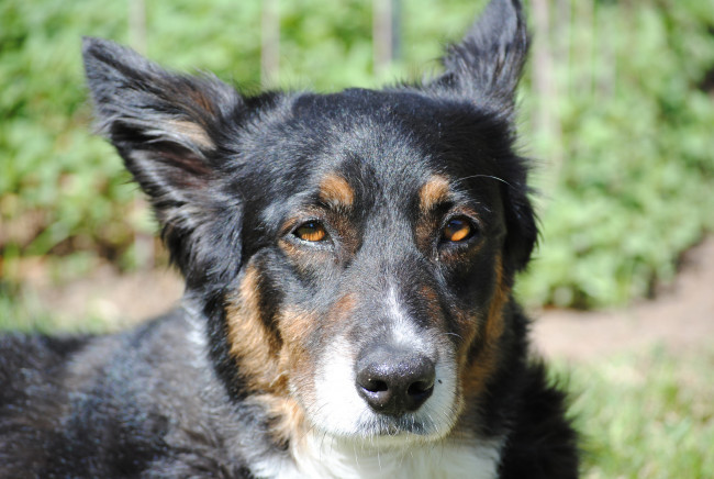 Обои картинки фото животные, собаки, австралийская, овчарка, пастушка