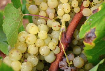 Картинка природа Ягоды виноград гроздь лоза