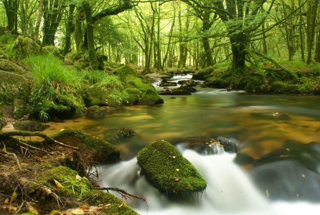 Обои картинки фото природа, реки, озера, вода, камни, мох, деревья
