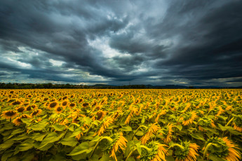 Картинка цветы подсолнухи небо тучи поле