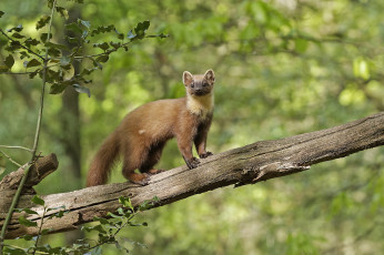 Картинка животные хорьки +куницы +горностаи +ласки +соболи соболь