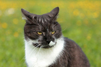 Картинка животные коты киса коте взгляд усы ушки