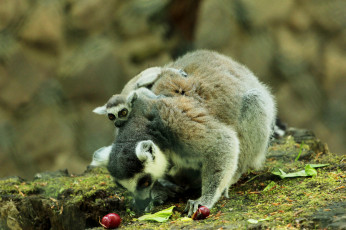 Картинка животные лемуры камни ягоды мама малышь