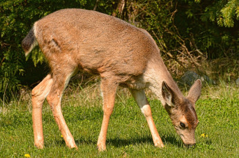 Картинка животные олени олениха