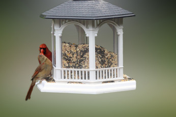 Картинка животные птицы еда кормушка пара семечки крупа зёрнышки просо