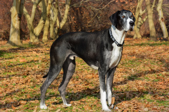 Картинка животные собаки пес