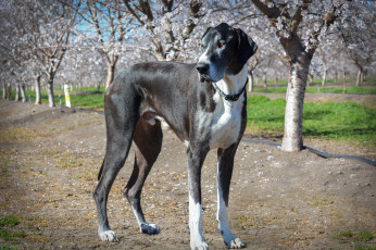 Картинка животные собаки пес