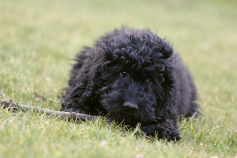 Картинка животные собаки собака друг пудель кучерявый луг трава