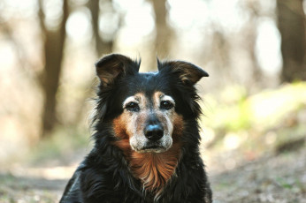 Картинка животные собаки собака взгляд друг лес