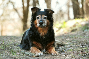 Картинка животные собаки собака взгляд друг лес