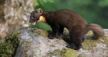 Картинка животные хорьки +куницы +горностаи +ласки +соболи соболь