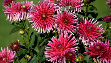 Картинка цветы георгины лепестки фон