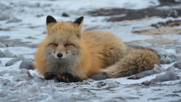 Картинка животные лисы лисичка