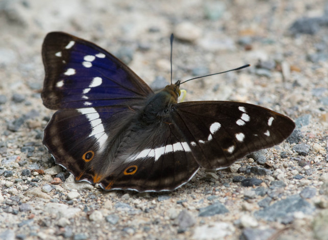 Обои картинки фото животные, бабочки,  мотыльки,  моли, бабочка