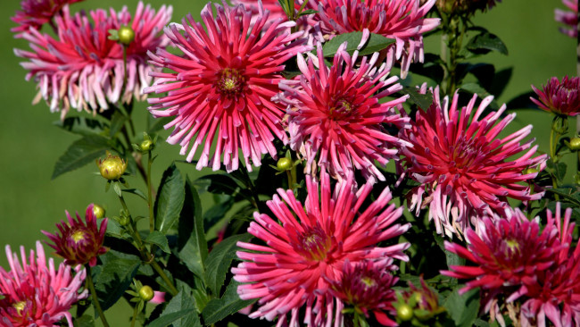 Обои картинки фото цветы, георгины, лепестки, фон