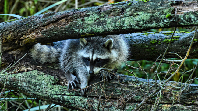 Обои картинки фото животные, еноты, енот