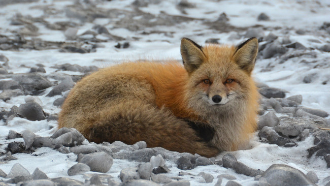 Обои картинки фото животные, лисы, лисичка