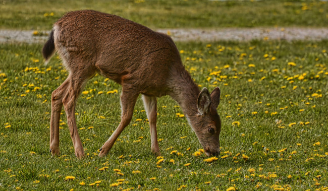 Обои картинки фото животные, олени, олениха