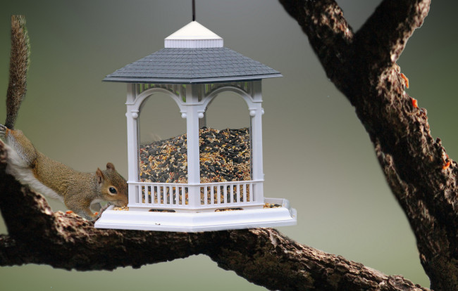 Обои картинки фото животные, белки, крупа, просо, зёрнышки, еда, белка, кормушка, семечки