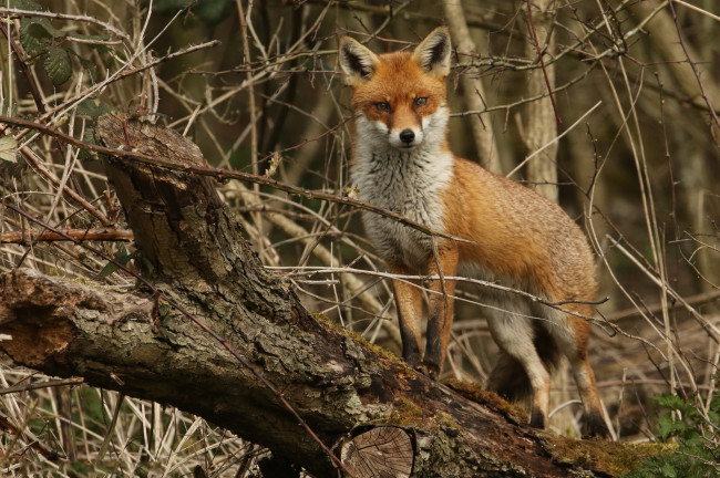 Обои картинки фото животные, лисы, лисичка