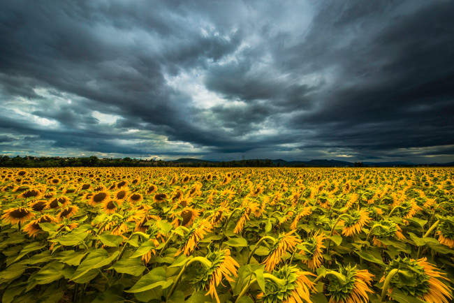 Обои картинки фото цветы, подсолнухи, небо, тучи, поле