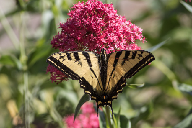 Обои картинки фото животные, бабочки,  мотыльки,  моли, бабочка