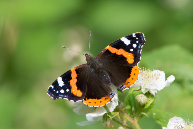 Обои картинки фото животные, бабочки,  мотыльки,  моли, бабочка