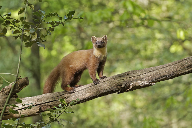 Обои картинки фото животные, хорьки,  куницы,  горностаи,  ласки,  соболи, соболь