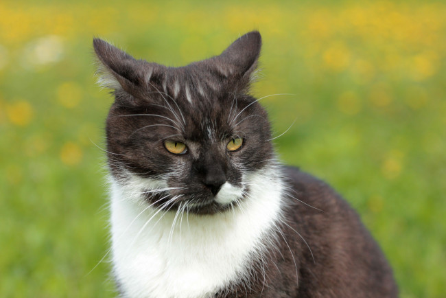 Обои картинки фото животные, коты, киса, коте, взгляд, усы, ушки