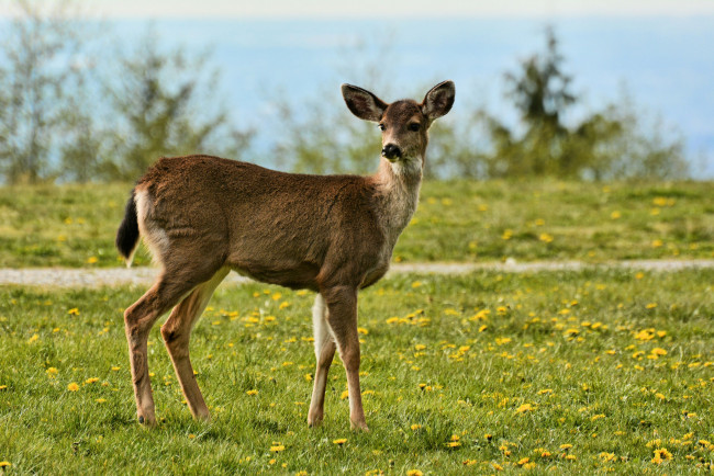 Обои картинки фото животные, олени, олениха