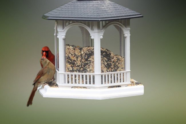 Обои картинки фото животные, птицы, еда, кормушка, пара, семечки, крупа, зёрнышки, просо