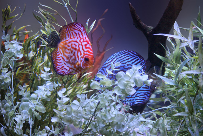 Обои картинки фото животные, рыбы, аквариум, кораллы, водоросли, рыбки