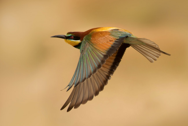 Обои картинки фото животные, щурки , пчелоеды, птица, щурка, полет