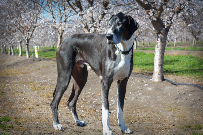 Обои картинки фото животные, собаки, пес