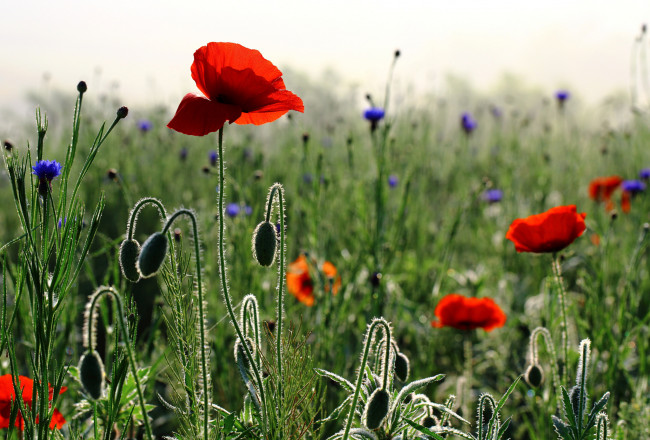 Обои картинки фото цветы, маки, утро, весна