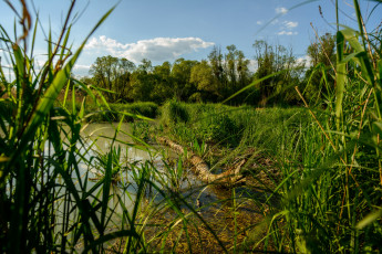 Картинка природа реки озера лес река