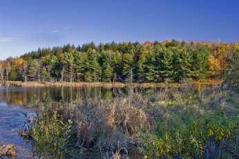 Картинка природа реки озера река лес