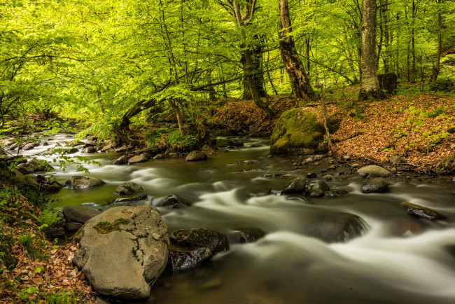 Обои картинки фото природа, реки, озера, лес, река