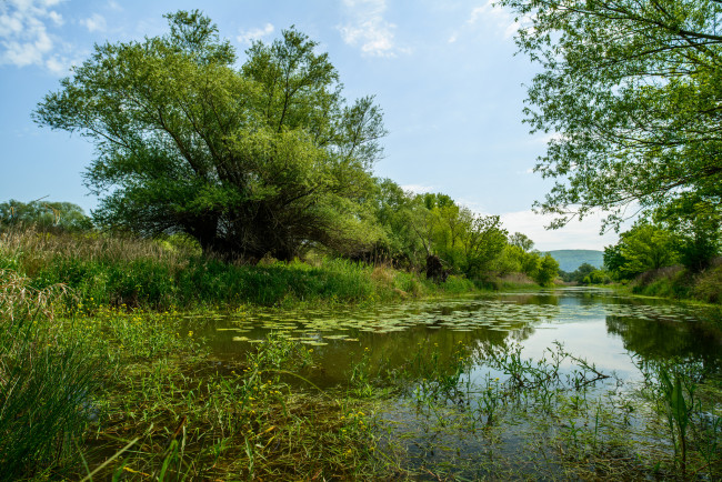 Обои картинки фото природа, реки, озера, река, лес