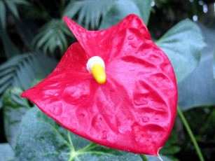 обоя цветы, антуриум , цветок фламинго, капли, макро