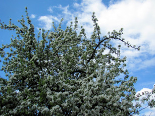 Картинка цветы цветущие+деревья+ +кустарники весна цветение