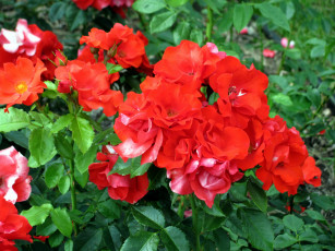 Картинка цветы розы алые куст