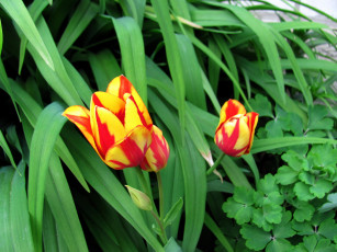 Картинка цветы тюльпаны пестрые бутоны