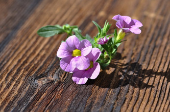 Картинка цветы петунии +калибрахоа розовая петуния