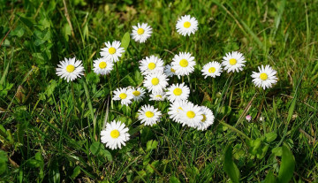 Картинка цветы маргаритки белые трава